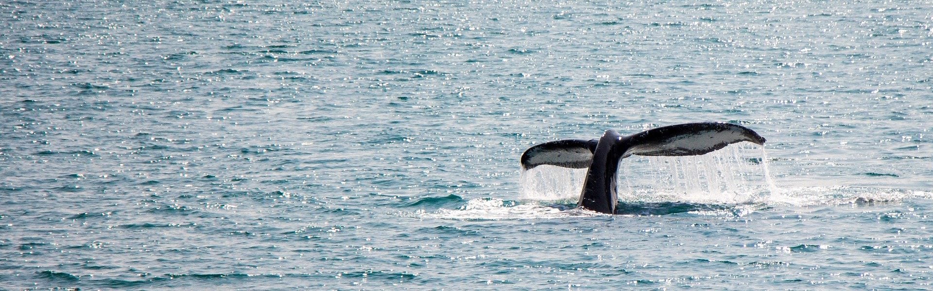 whale-watching-4430682_1920